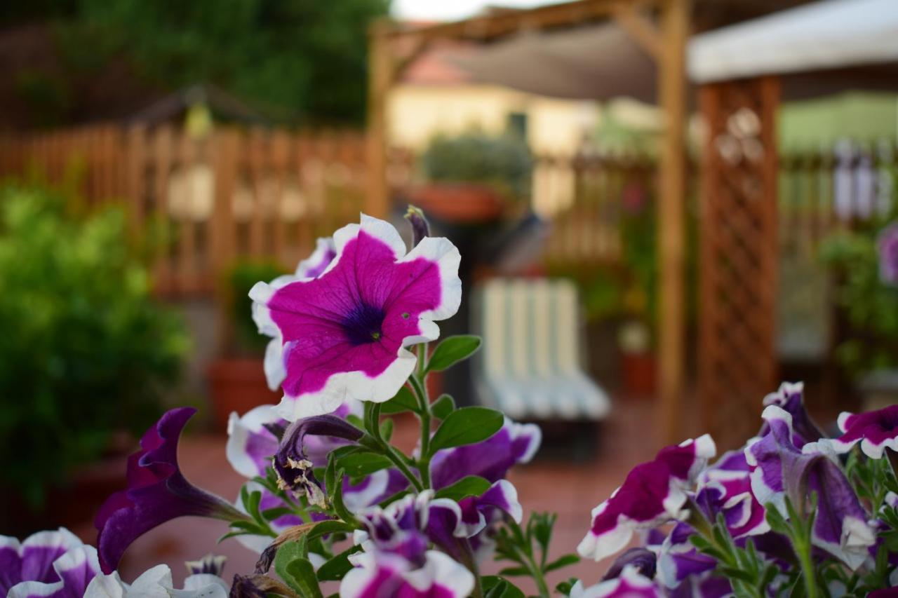 Domus Socolatae Apartments&Suites Follonica Luaran gambar